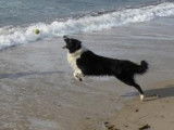 Cherche femelle Border Collie pour saillie