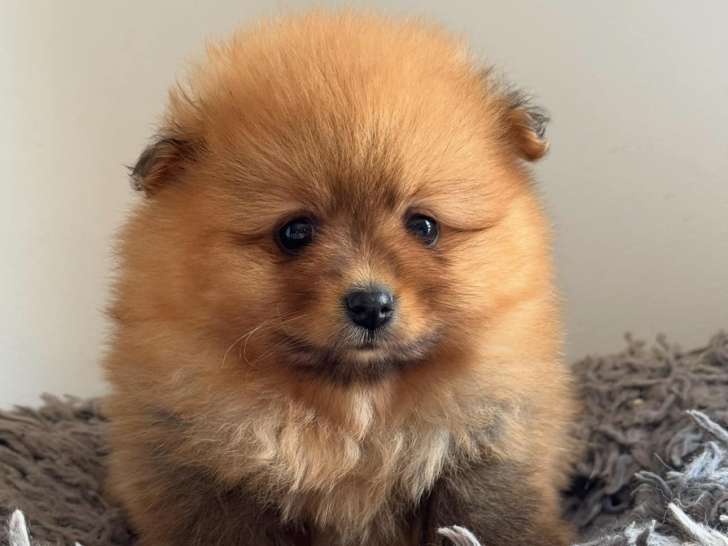 Chiots Loulou de Poméranie LOF à vendre