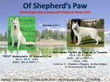 Chiots Bergers Blancs Suisse LOF à naître