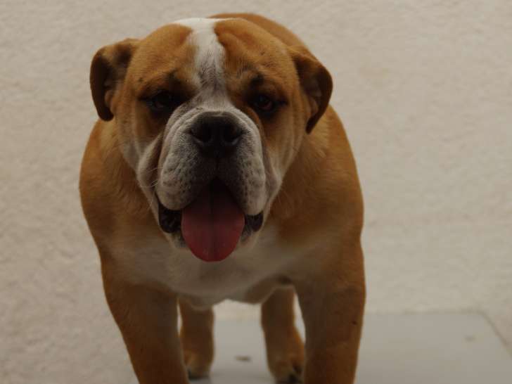 Chiot Bouledogue Anglais LOF à vendre