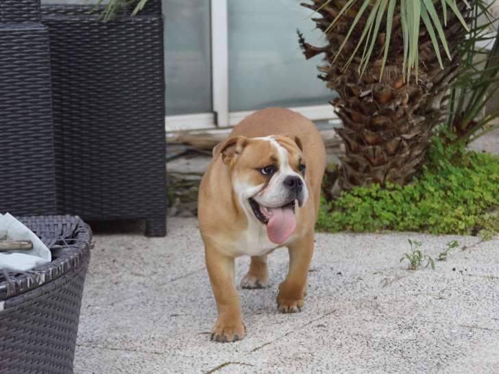 Chiot Bouledogue Anglais LOF à vendre