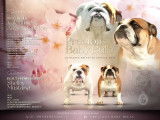 Chiots Bouledogue Anglais à vendre
