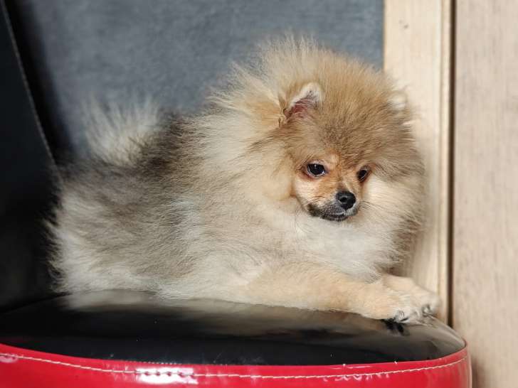 Magnifique chiot mâle Loulou de Poméranie à vendre