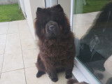 Femelle Chow Chow LOF et confirmé disponible pour saillie
