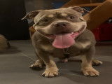 Mâle American Bully pocket trico lilac pour saillie