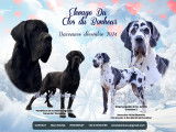 Chiots Dogues Allemands LOF à vendre