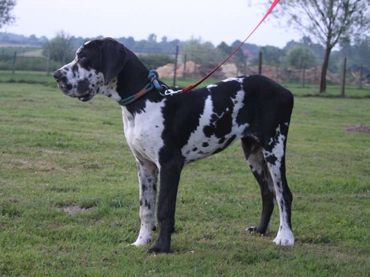 Chiots Dogues Allemands LOF à vendre