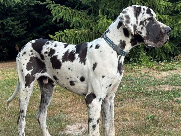 Chiots Dogues Allemands LOF à vendre