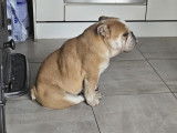 Chienne Bouledogue Anglais à donner