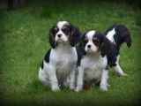 Chiots Cavalier King Charles Spaniel tricolores &agrave; vendre