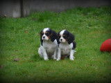 Chiots Cavalier King Charles Spaniel tricolores &agrave; vendre