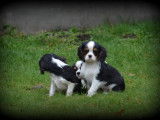 Chiots Cavalier King Charles Spaniel tricolores &agrave; vendre