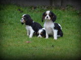 Chiots Cavalier King Charles Spaniel tricolores &agrave; vendre