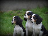 Chiots Cavalier King Charles Spaniel tricolores &agrave; vendre