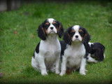 Chiots Cavalier King Charles Spaniel tricolores &agrave; vendre