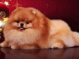 Chiots Spitz Nains Pomeranien type ourson lignée prestigieuse