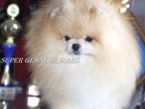 Chiots Spitz Nains Pomeranien type ourson lignée prestigieuse
