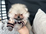 Chiots Spitz Nains Pomeranien type ourson lignée prestigieuse