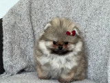 Chiots Spitz Nains Pomeranien type ourson lignée prestigieuse