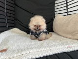 Chiots Spitz Nains Pomeranien type ourson lignée prestigieuse