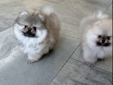 Chiots Spitz Nains Pomeranien type ourson lignée prestigieuse