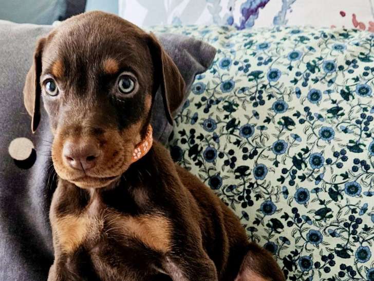 Chiot Doberman à vendre