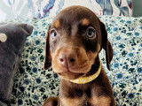 Chiot Doberman à vendre