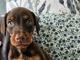 Chiot Doberman à vendre