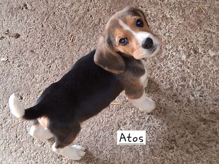 Chiots Beagle LOF à vendre