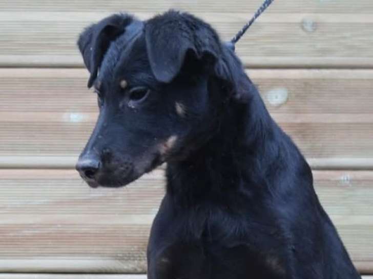 2 chiots mâles Bergers de Beauce LOF à vendre
