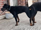2 chiots mâles Bergers de Beauce LOF à vendre