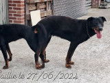 2 chiots mâles Bergers de Beauce LOF à vendre