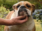 Chienne Bulldog Anglais de 3 ans fauve disponible à la vente (LOF)