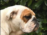 Chienne Bulldog Anglais de 3 ans fauve disponible à la vente (LOF)