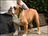 À vendre une chienne Bulldog Anglais LOF fauve de 3 ans