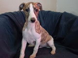 Un chiot mâle Whippet LOF fauve et blanc disponible à la vente