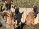 À vendre 5 chiots Bergers Belges Malinois LOF