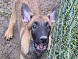 À vendre 5 chiots Bergers Belges Malinois LOF