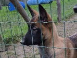 À vendre 5 chiots Bergers Belges Malinois LOF