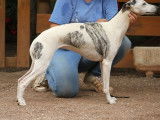 Des chiots Whippets LOF disponibles à la réservation