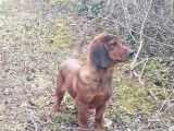 Un chiot mâle Basset des Alpes disponible à l’achat (LOF)
