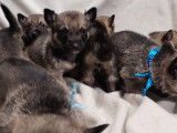 Des chiots Spitz des Wisigoths LOF à réserver
