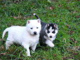 4 chiots Huskys Sibériens LOF à vendre