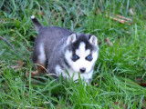 4 chiots Huskys Sibériens LOF à vendre