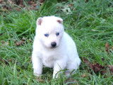 4 chiots Huskys Sibériens LOF à vendre