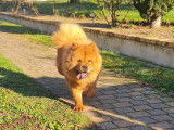 À vendre une chienne Chow Chow de 3 ans LOF
