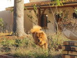 À vendre une chienne Chow Chow de 3 ans LOF