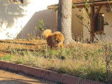 À vendre une chienne Chow Chow de 3 ans LOF
