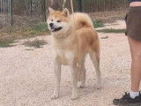 Un chien Akita Inu LOF d’un an disponible à la vente