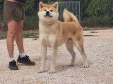 Un chien Akita Inu LOF d’un an disponible à la vente